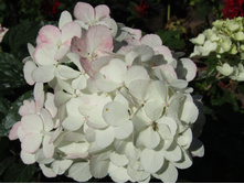 ��������� "������� �����"