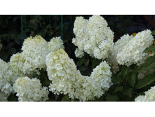 ��������� ����������� �������� �������