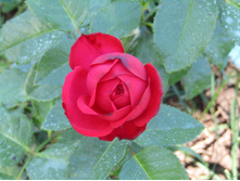 ���� Piano / ������ ���������