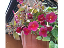 IMG 20180807 134926.jpg