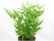 ������ pteris straminea