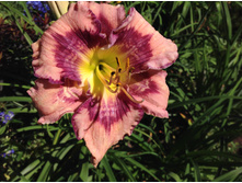 �������� ��� ������