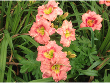 �������� ������� �����