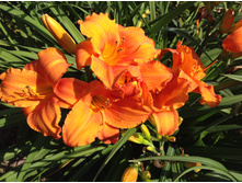 �������� ����� ���