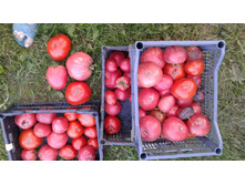 �������� �������