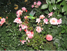 ���� Jazz / ������ ���������