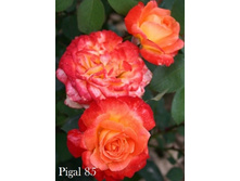 ���� Pigal 85 (�������� 10��).jpeg