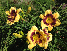 �������� Making Doble Time