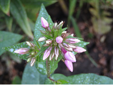 ����� Nicky ����������� ��������