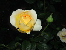 ���� Candlelight / ������