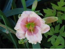 �������� Janice Brown (������ �����).JPG