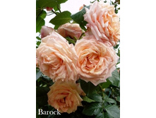 ���� Barock (�������� 13��).jpeg