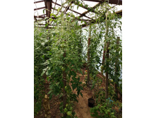 ���������� �������