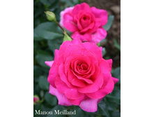���� Manou Meilland (�������� 6��).jpeg