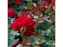 ���� Stortebeker (�������� 1��).jpg