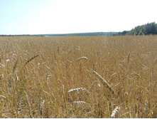 IMG 20180818 110058.jpg