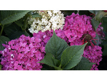 ��������� ������������