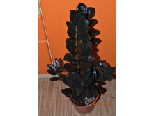 ������������ ������ , ���� �����