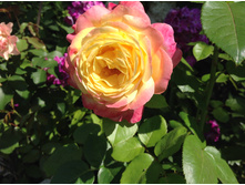 ���� ������ ��������