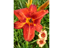 IMG 20180804 074956219 HDR.jpg