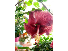 IMG 20180803 092516 HDR.jpg