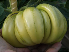 ����� ������������ ���������