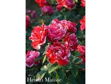 ���� Hendri Matisse (�������� 8��).jpeg