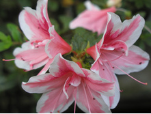 ������ ����� MEVR GERARD