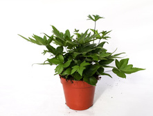 ����������� ����������� ( Doryopteris pedata )