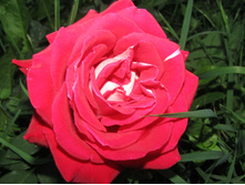 ���� ������