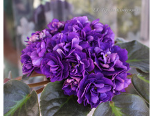 ��-������ ���������.JPG