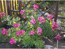 ���� Red Yesterday