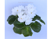 ���-����� ��������.JPG