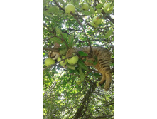 ��� � �������