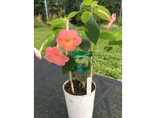 �������� Sweet and Sour(o).JPG