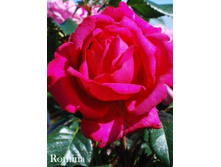 ���� Romina (�������� 7��).jpeg