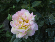 ���� ������ ��� / ������ ���������