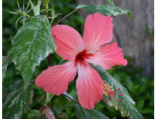 Gibiskus-kupera-7.jpg