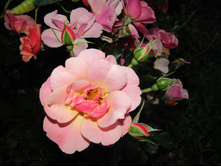 ���� Jazz / ������ ���������