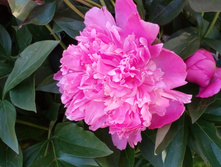 ����� 031.jpg