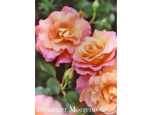 ���� Freisinger Morgenrote (�������� 7��).jpeg