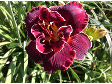 �������� ���� ������