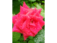 IMG 20180701 143703.jpg