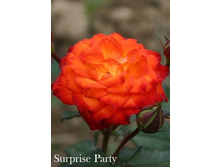 ���� Surprise Party (�������� 8��)jpeg