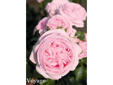 ���� Voyage (�������� 2��).jpeg