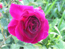 ���� ������� ��� (Munstead Wood) / ������