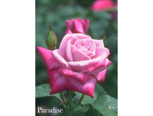 ���� Paradise (�������� 8��).jpeg