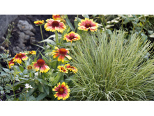 ��������� ����������� ������� ��� � �����