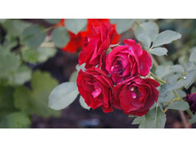 Hope for Humanity �������