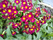 ������� �������-�������